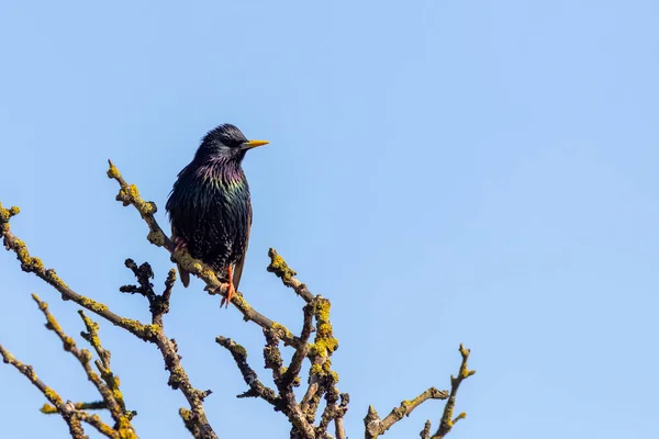 Szpak Sturnus Vulgaris Siedzący Drzewie — Zdjęcie stockowe