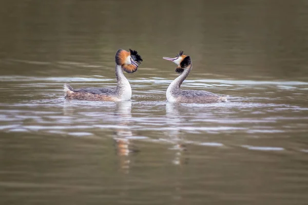 Grande Cresta Grebe Podiceps Cristatus Haciendo Cortejo Danza —  Fotos de Stock