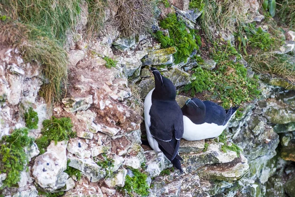 鸟巢上的Razorbill Alca Torda — 图库照片