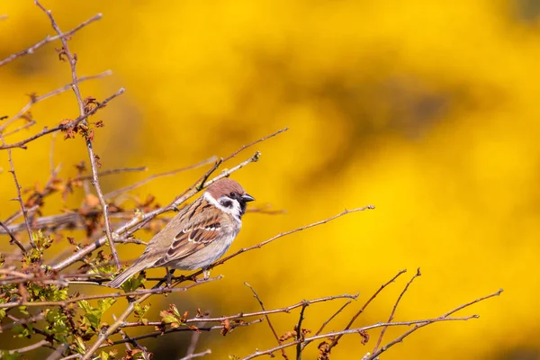 Bruant Des Arbres Passer Montanus Perché Dans Buisson Avec Fond — Photo