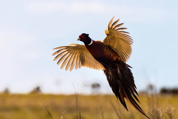 フライトクローズアップ中のキジ Phasianus Colchius — ストック写真