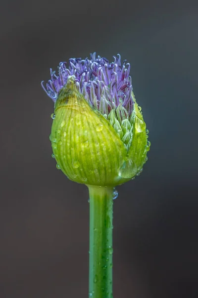 Allium Fioletowy Kwiat Wiosną — Zdjęcie stockowe