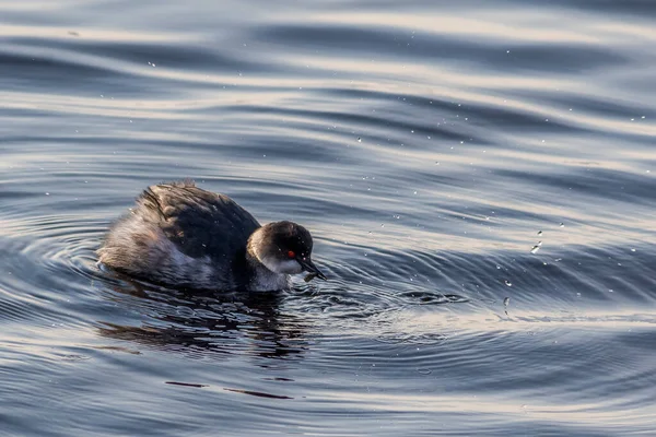 Schwarzhalstaucher Podiceps Nigricollis Auf Dem Wasser — Stockfoto