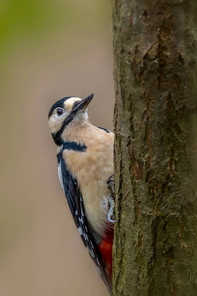 Dzięcioł Plamisty Dendrocopos Major Drzewie — Zdjęcie stockowe