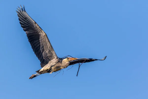 巣材と共に飛ぶ灰色のヒロン — ストック写真