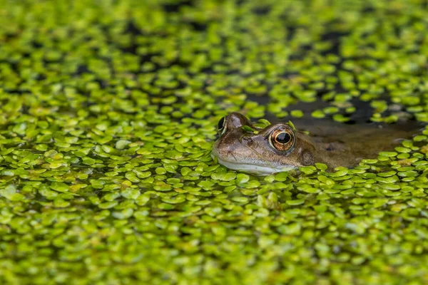 青蛙关在池塘里 — 图库照片