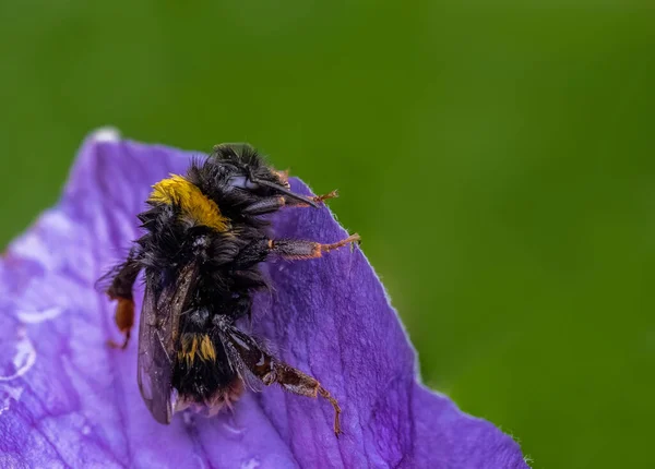 Eine Nasse Biene Auf Einer Lila Blume — Stockfoto