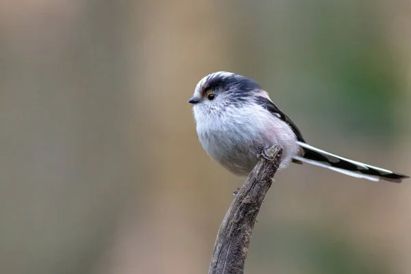 Langschwanzmeise Aegithalos Caudatus Hockt Auf Einem Ast — Stockfoto