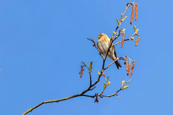 Redpolace Acanthis Flammea Usazená Stromě — Stock fotografie