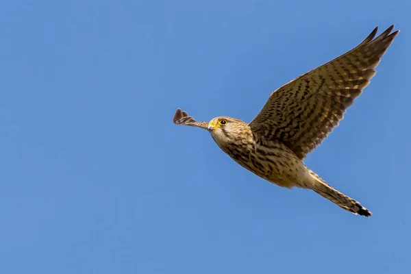 Kestrel Falco Tinnunculus Tijdens Vlucht — Stockfoto