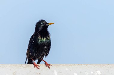 Starling (Sturnus vulgaris) teneke bir çatıya tünedi