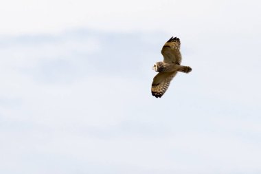 Uçuş avında kısa kulaklı baykuş (Asio flammeus)