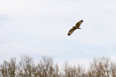 Uçuş avında kısa kulaklı baykuş (Asio flammeus)