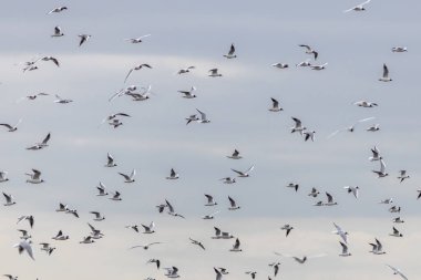 Uçan siyah başlı martı sürüsü