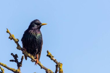 Bir ağaca tünemiş Starling (Sturnus vulgaris)