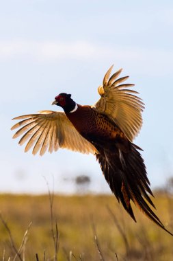 Sülün (Phasianus colchicus) yakın çekim uçuşunda