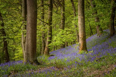 Hardcastle Crags, İngiltere 'nin Batı Yorkshire kentinde bulunan ormanlık bir Pennine vadisidir..