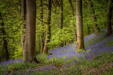 Hardcastle Crags, İngiltere 'nin Batı Yorkshire kentinde bulunan ormanlık bir Pennine vadisidir..