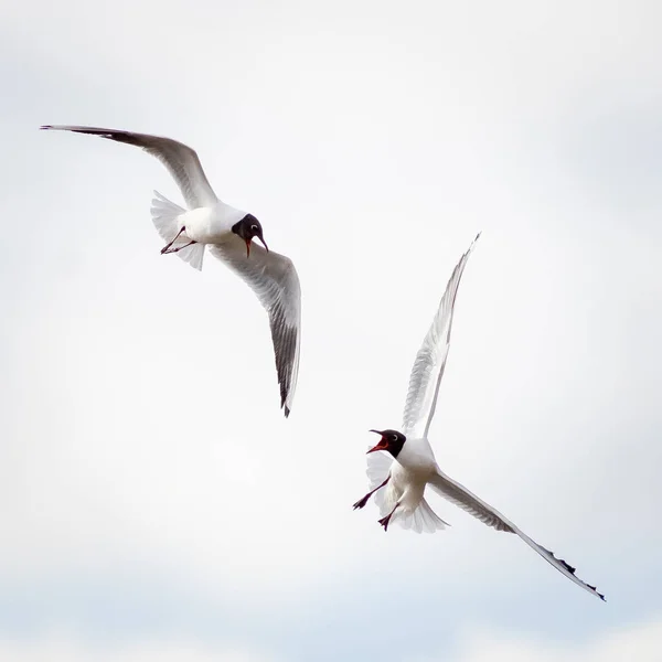 Gaivota Cabeça Preta Chroicocephalus Ridibundus Voo Ataque — Fotografia de Stock