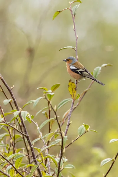 Chaffinch Fringilla Coelebs Bir Çalılığa Tünedi — Stok fotoğraf