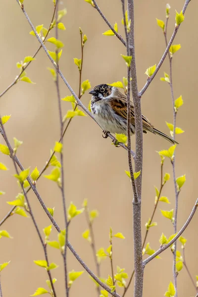 Reed Bunting Emberiza Schoeniclus Usazený Keři — Stock fotografie