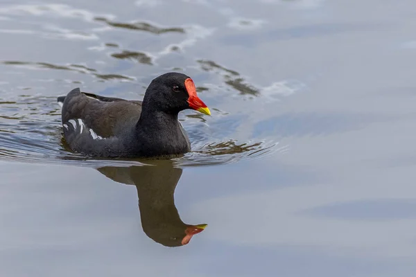 Moorhen Gallinula Chloropus Jezeře Spojeném Království — Stock fotografie