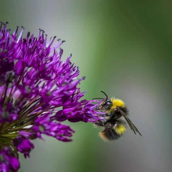 Allium Plném Květu Včelkou — Stock fotografie