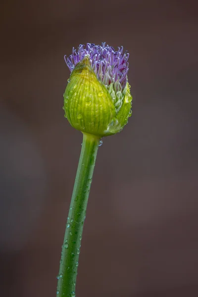 Allium Flor Púrpura Primavera —  Fotos de Stock