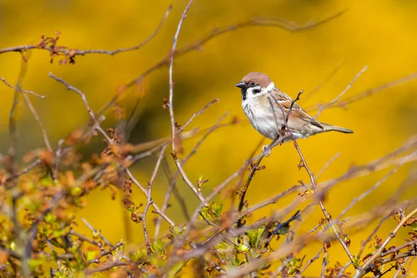 Veréb Passer Montanus Ült Egy Bokor Sárga Virág Háttér — Stock Fotó