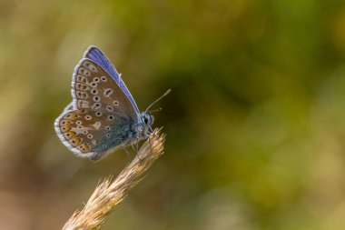 Yaygın mavi kelebek (Polyommatus icarus) tünemiştir