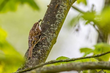 Ağaç Bekçisi (Certhia aşina olduğu) yavrular için yiyecek