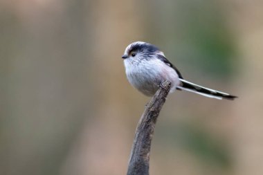 bir dal üzerinde tünemiş uzun kuyruklu baştankara (bayağı uzunkuyruk)