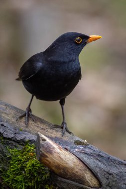 Bir kütüğe tünemiş Karatavuk (Turdus merula)