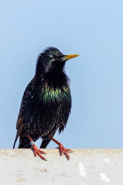 Starling (Sturnus vulgaris) teneke bir çatıya tünedi