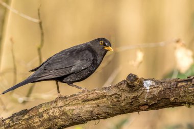 Bir dala tünemiş Karatavuk (Turdus merula)