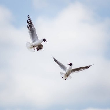 Siyah başlı martı (Chroicocephalus ridibundus) saldırı sırasında havalandı