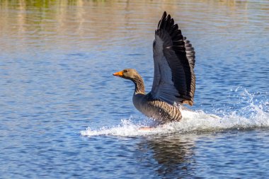 Greylag kaz (Anser anser) inişi