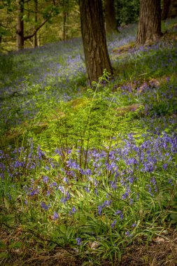 Hardcastle Crags, İngiltere 'nin Batı Yorkshire kentinde bulunan ormanlık bir Pennine vadisidir..