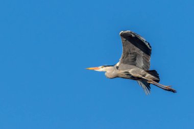 Gri balıkçıl (Ardea cinerea) uçuşta