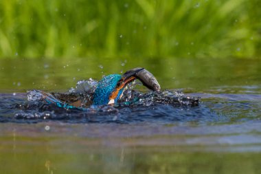 Kingfisher (Alcedo at this) bir balık için dalıyor
