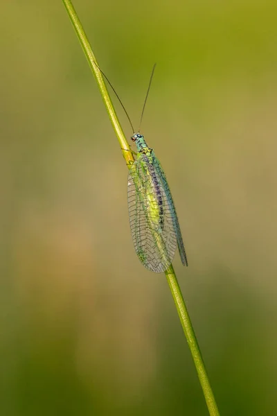 Lacewing Chrysopidae Uma Haste Grama — Fotografia de Stock