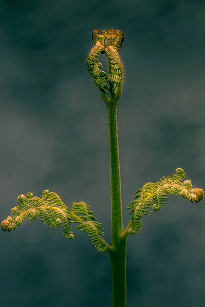 Fern Bezárkózik Mélybe — Stock Fotó