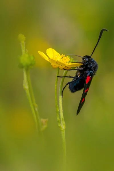 Pěticípý Burnet Zygaena Trifolii Žlutém Květu — Stock fotografie