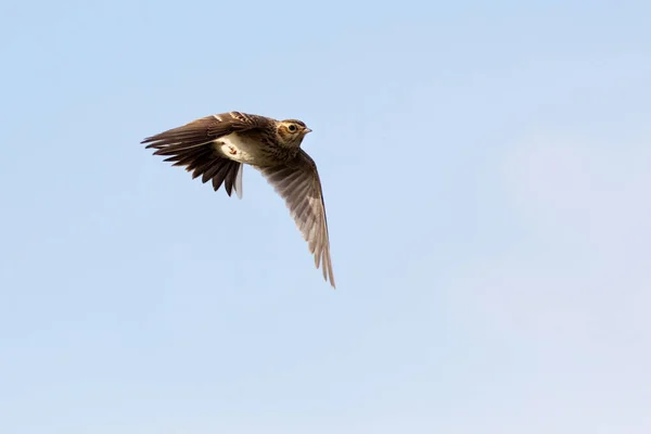 Skylark Alauda Arvensis Flight — Stock Photo, Image