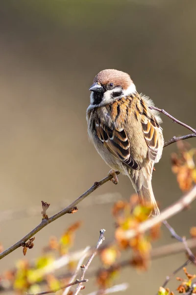 Tree Sparrow Passer Montanus Perched Bush — Stock Photo, Image