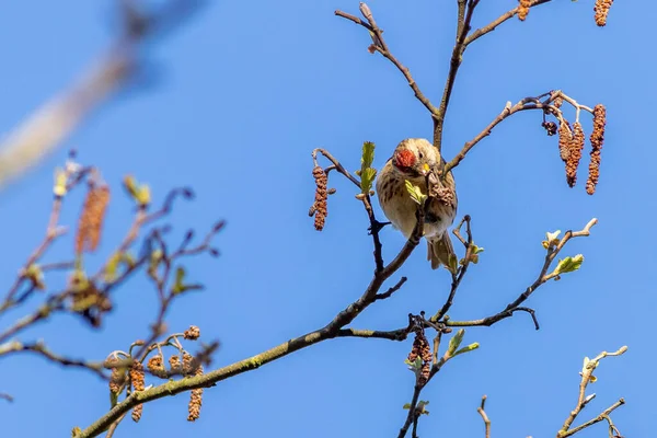 Redpoll Acanthis Flammea Siedzący Drzewie — Zdjęcie stockowe