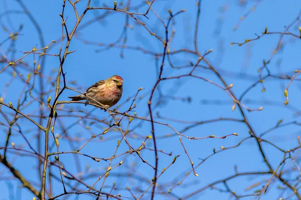 Redpoll Acanthis Flammea Perched Tree — Stock Photo, Image