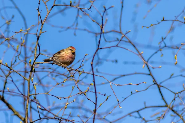 Redpoll Acanthis Flammea Siedzący Drzewie — Zdjęcie stockowe