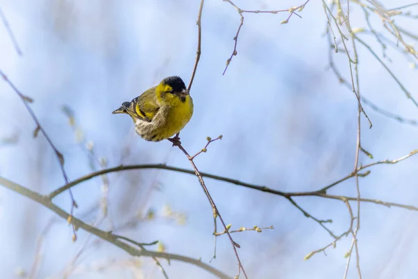 Siskin Carduelis Spinus Appollaiato Albero — Foto Stock