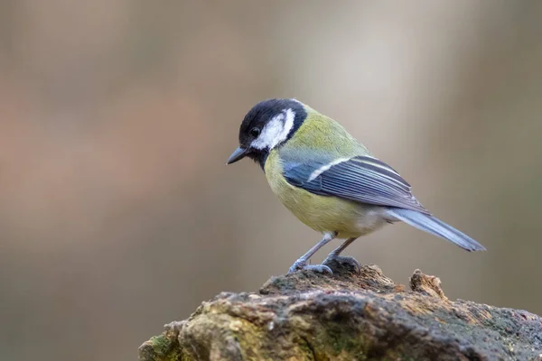 Great Tit Parus Major Perched Trunk — Φωτογραφία Αρχείου